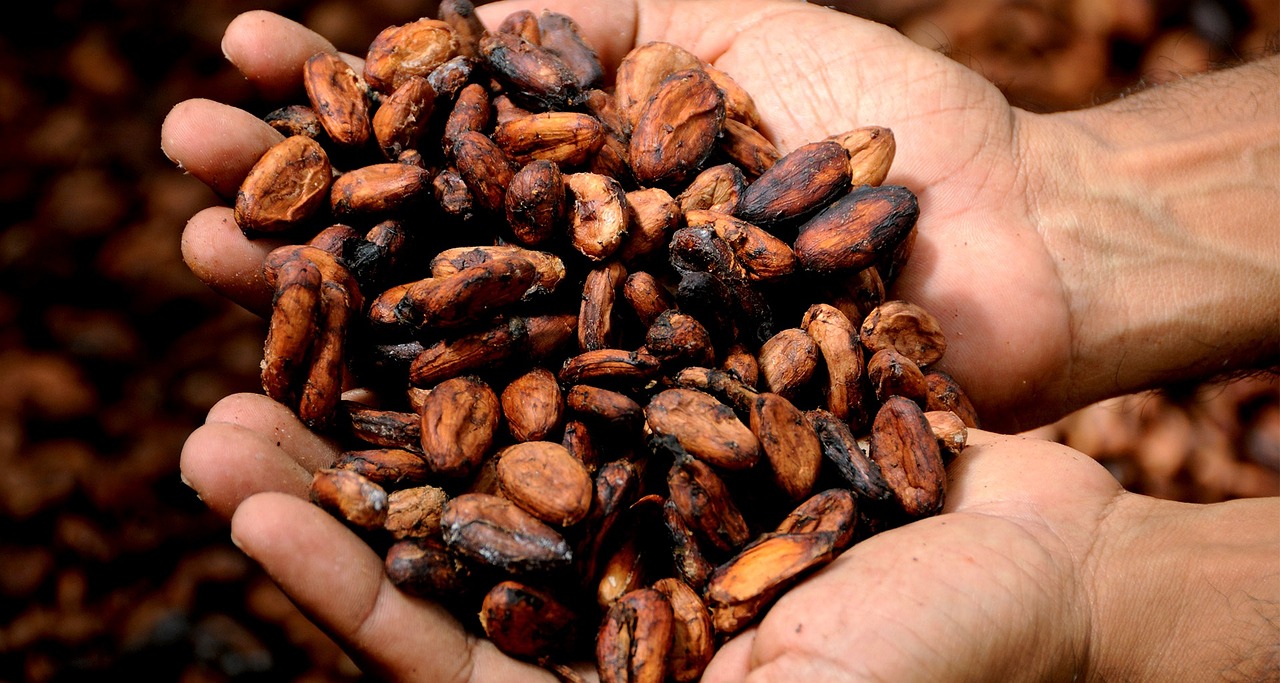 hands, cocoa, cacao, delicious, cocoa nibs, cocoa bean, cocoa butter, aroma, holding, cocoa beans, chocolate, man, brown chocolate, cocoa, cocoa, cocoa, cocoa, cacao, cacao, cacao, cacao, cacao, cocoa bean, cocoa beans, cocoa beans, chocolate