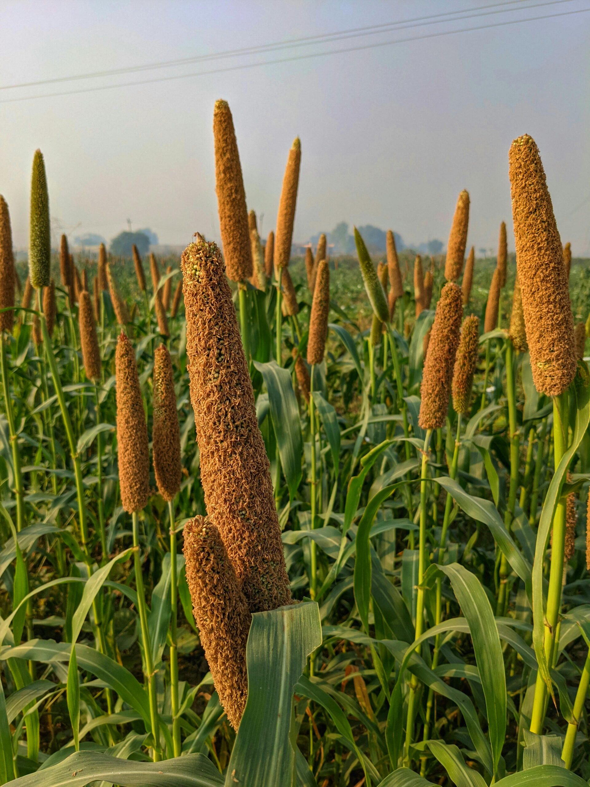 Healthy pearl millet stalks growing in a vibrant field in Haryana, India.